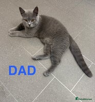 British Shorthair cats Stunning British Shorthair X Kittens - Advert 8