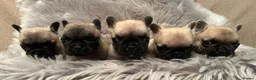 French Bulldog dogs for sale: 3 French bull dog Puppies for sale  - Advert 6