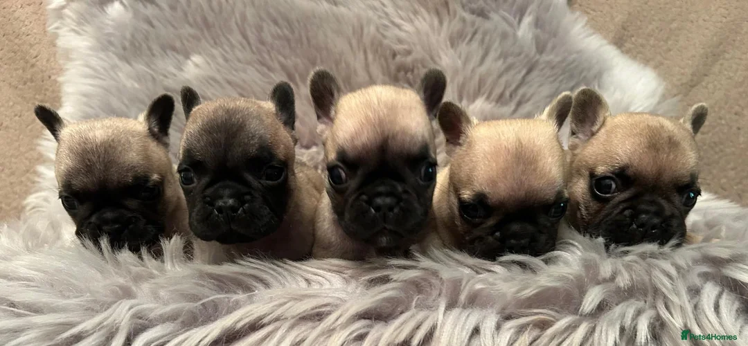 French Bulldog dogs for sale: 3 French bull dog Puppies for sale  - Advert 6