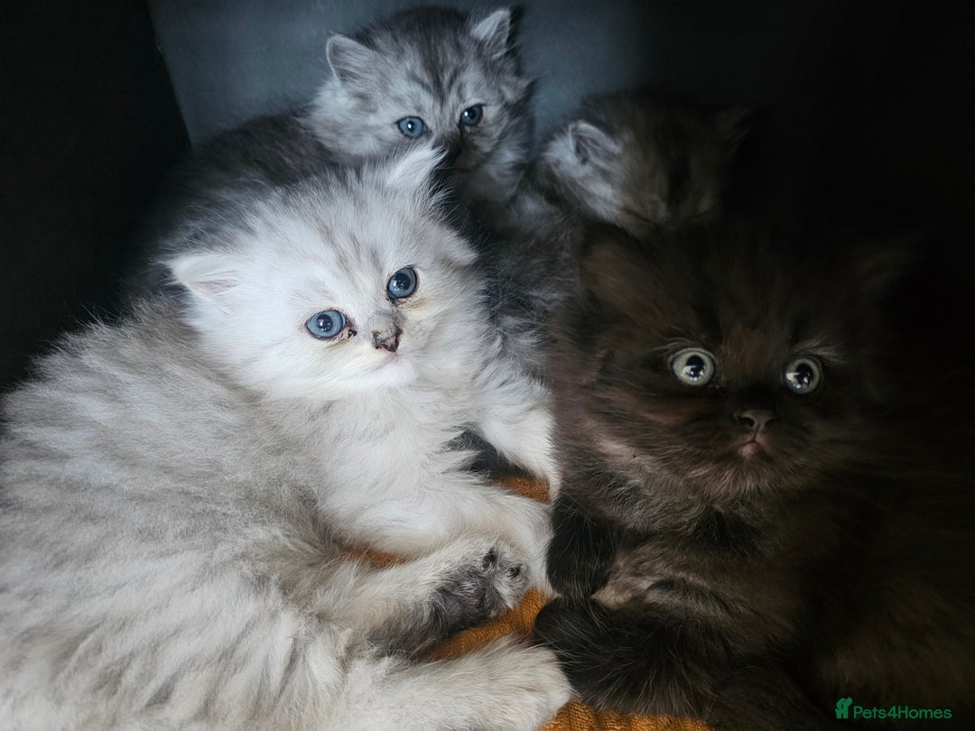 Persian cats for sale: Persian kittens for sale - Image 4