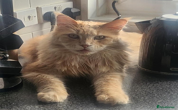Maine Coon cats - Advert 11