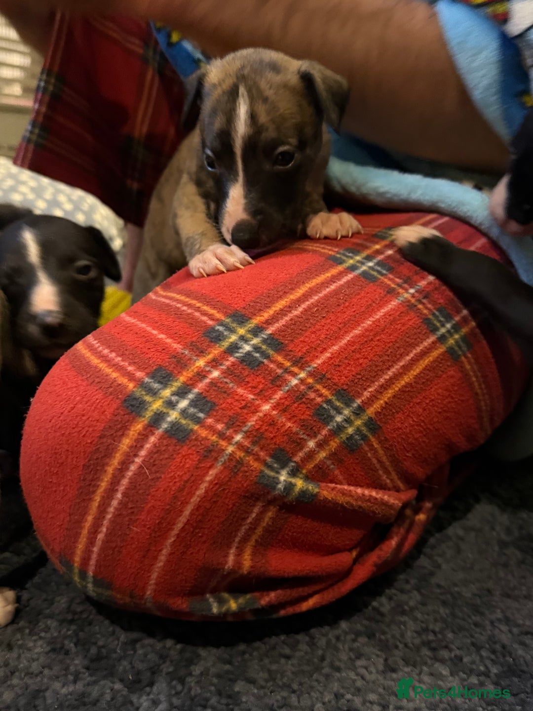 Whippet dogs for sale: KC Registered Whippet Puppies - Image 5