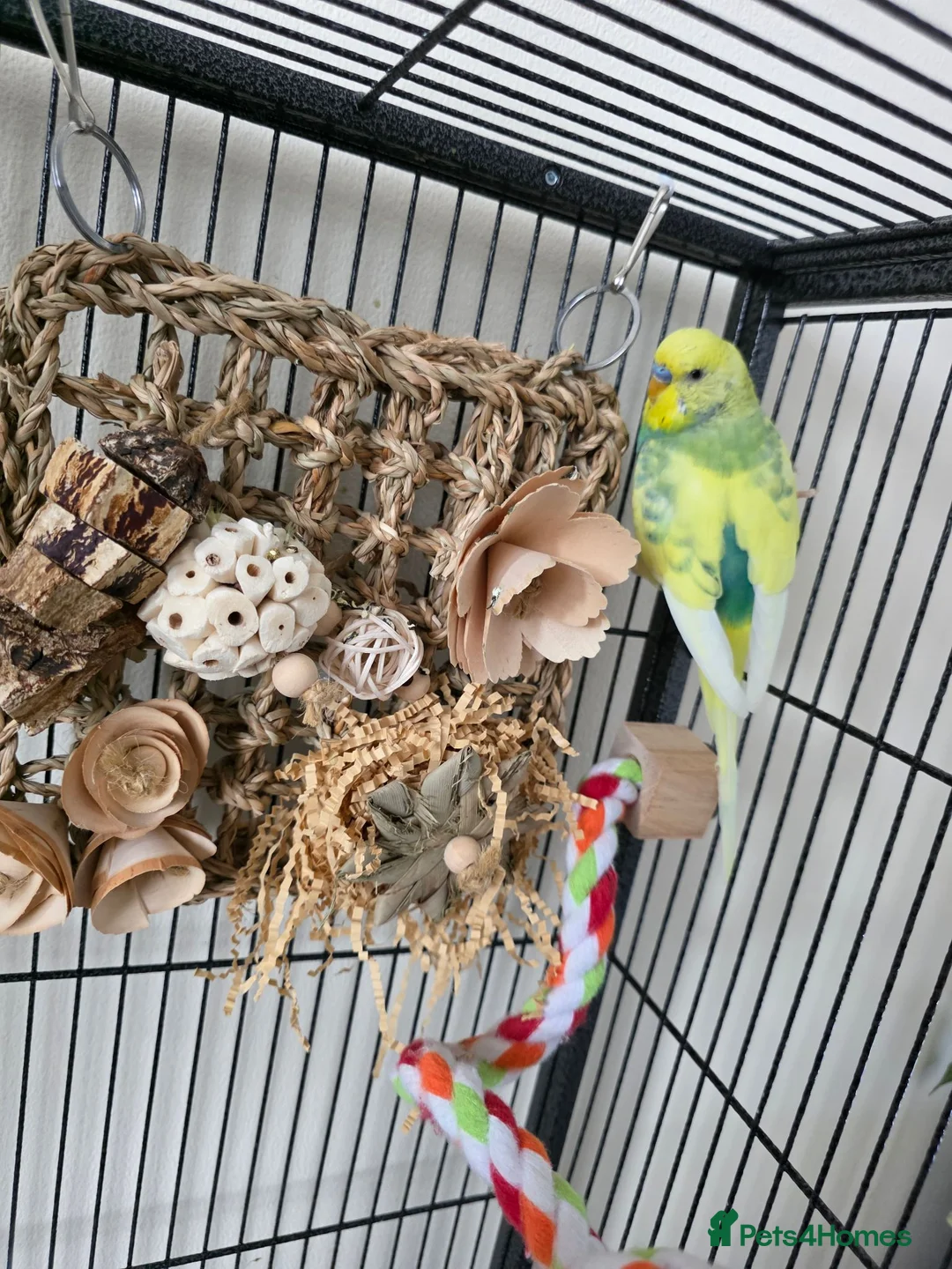Budgerigars birds for sale: 🦜💙 Budgie Pair Looking for a New Home 💚🦜 - Advert 2