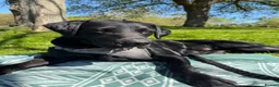 Labrador Retriever dogs for stud: Black Labrador Retriever for stud  in Leeds - Advert 2