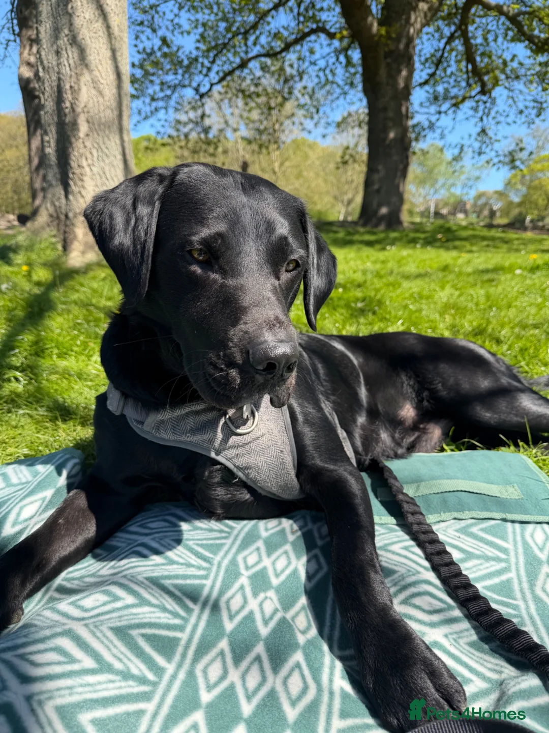 Labrador Retriever dogs for stud: Black Labrador Retriever for stud  in Leeds - Advert 2
