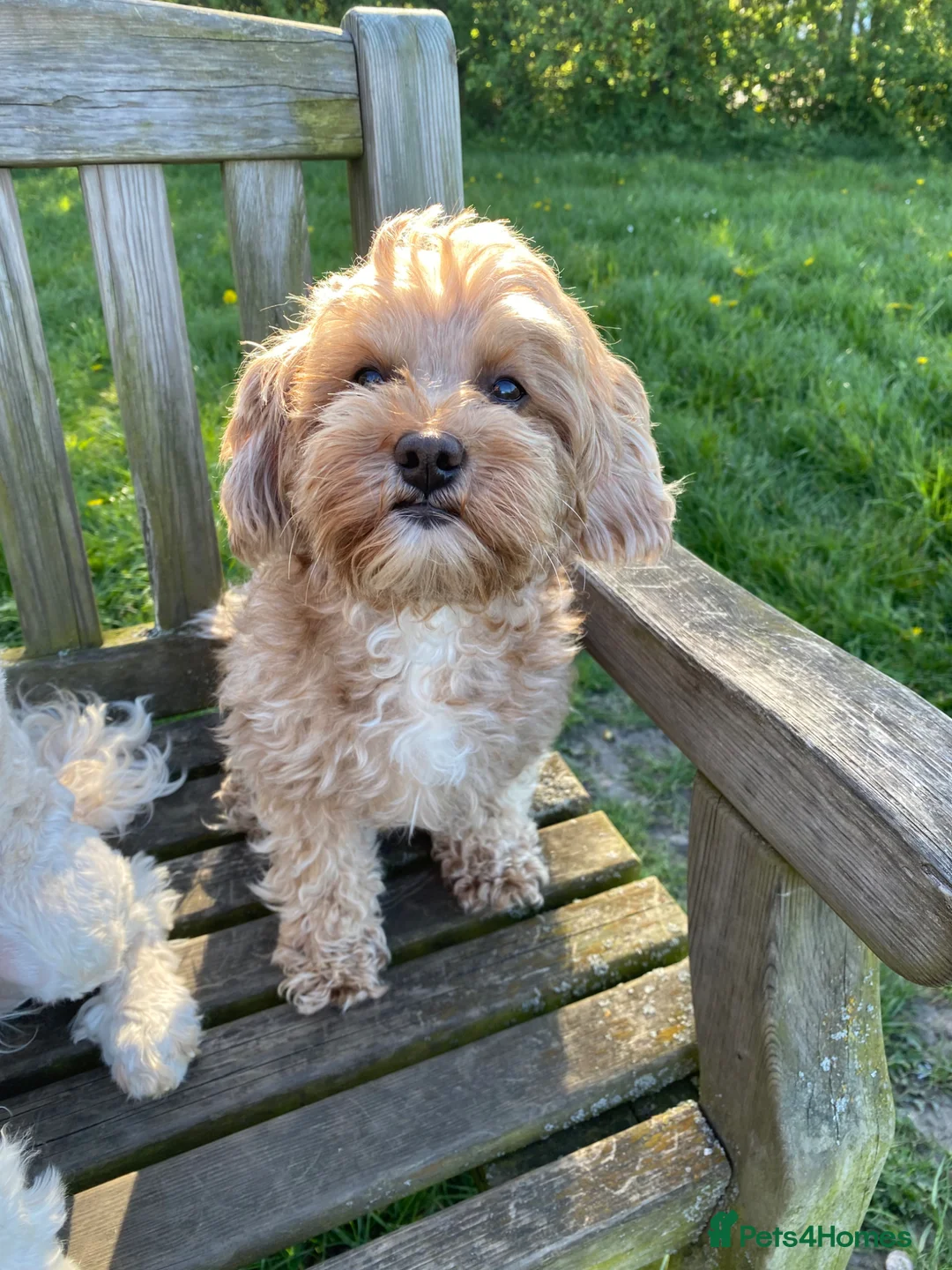 Cavapoo dogs for sale: F1b due June 2026 ( waiting list available now )  - Advert 2