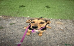 Mixed Breed dogs for adoption: Meet Coral, currently residing in Cheshire  - Image 4