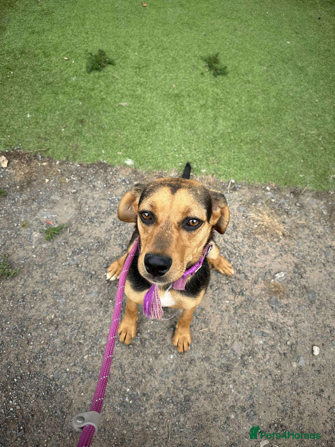 Mixed Breed dogs for adoption: Meet Coral, currently residing in Cheshire  - Image 4