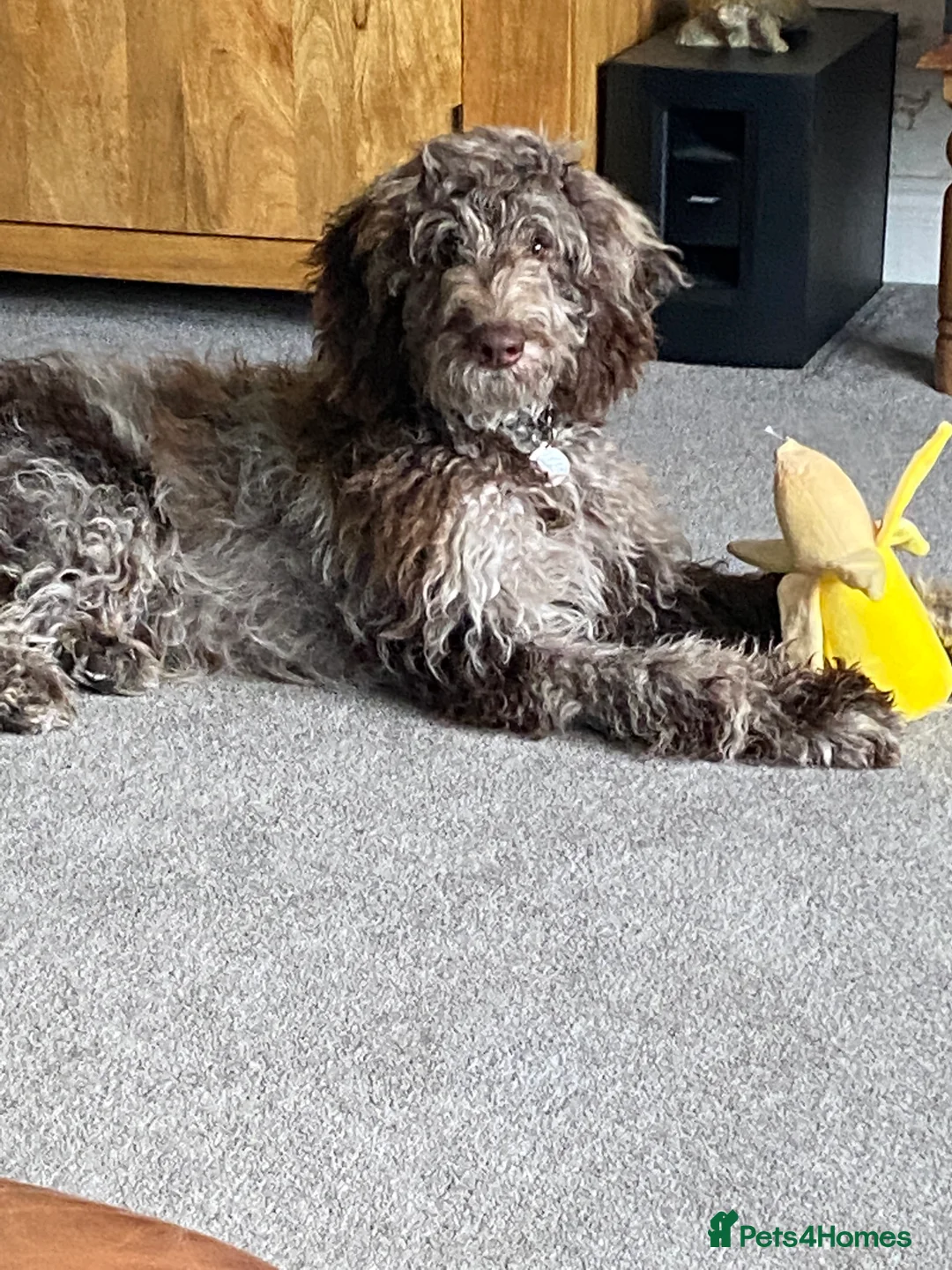 Goldendoodle dogs for stud: Dog for Stud - Advert 5