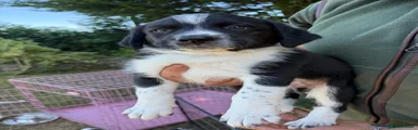 Sprollie 2