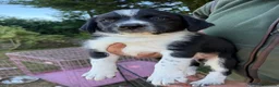 Sprollie dogs for sale: Springer x Collie in Lydney - Advert 7