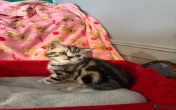 British Shorthair cats for sale: Beautiful bsh kittens  - Image 20