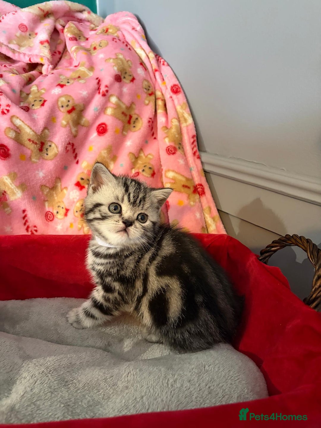 British Shorthair cats for sale: Beautiful bsh kittens  - Image 20