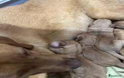 Labrador Retriever dogs for sale: Working Class Fox Red Labs  - Image 4