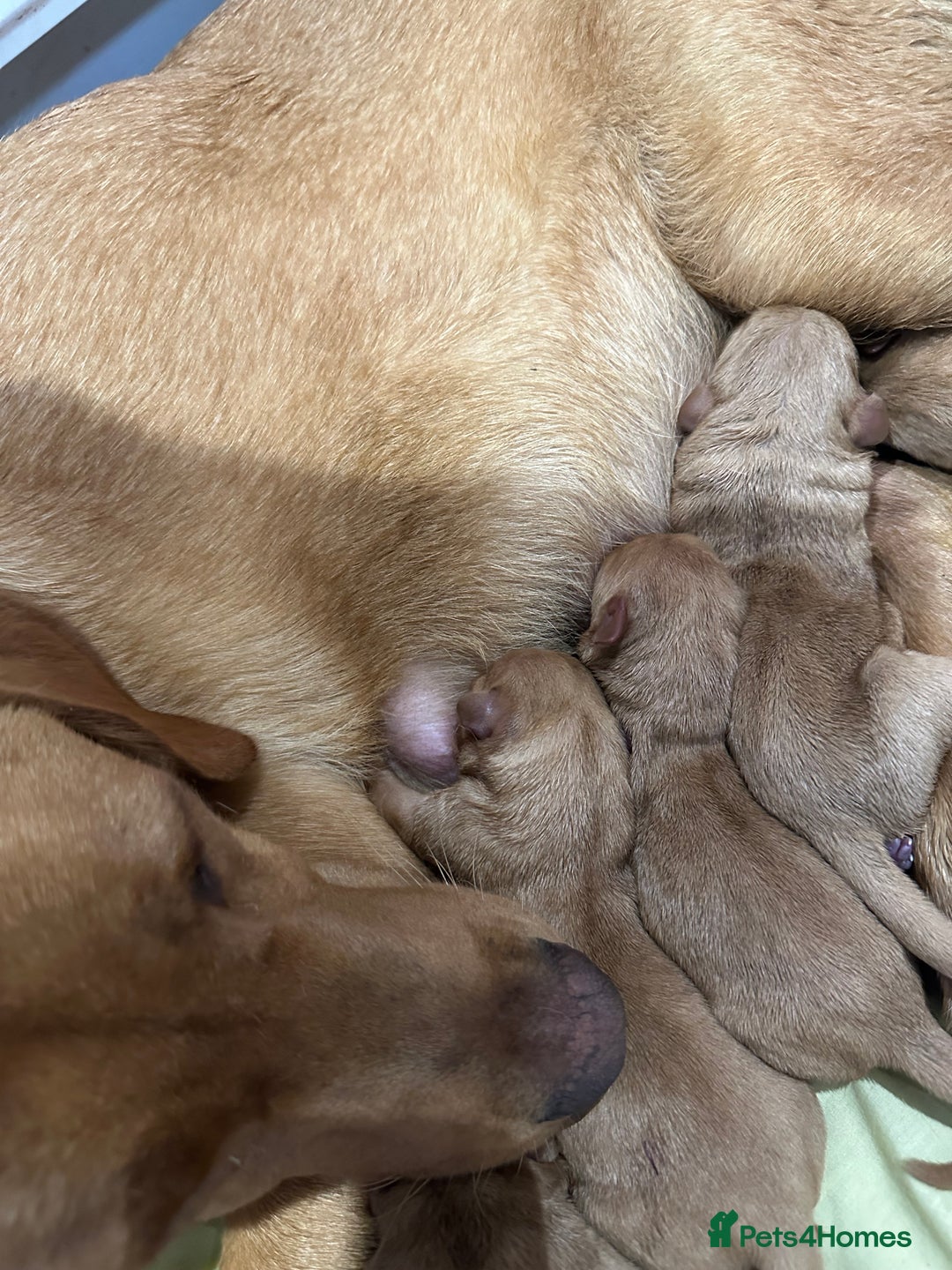 Labrador Retriever dogs for sale: Working Class Fox Red Labs  - Image 4