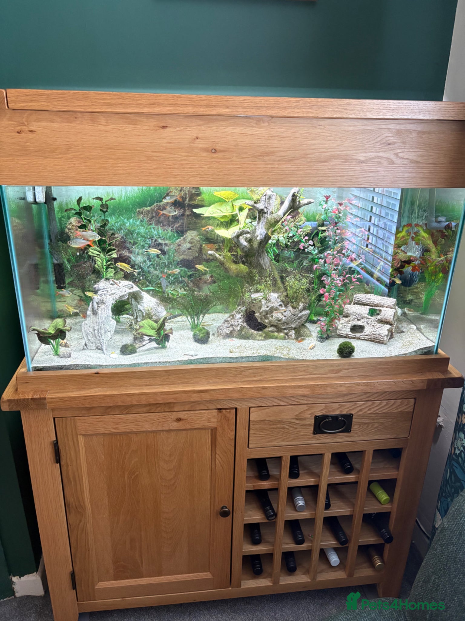 Other/Mixed Breed fish Complete Oak Aquarium Set Up - Advert 3