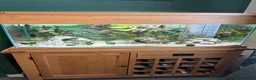 Other/Mixed Breed fish for sale: Complete Oak Aquarium Set Up in Worksop - Advert 1