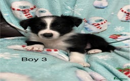 Border Collie dogs for sale: PEDIGREE ISDS & KC BORDER COLLIE PUPS - Image 20