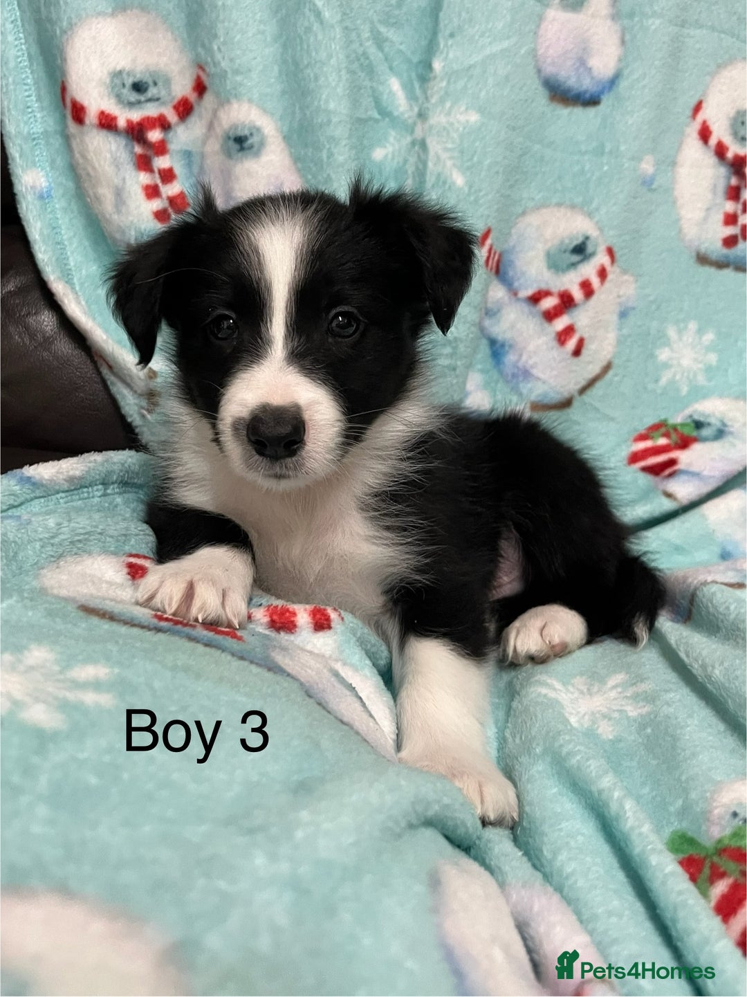 Border Collie dogs for sale: PEDIGREE ISDS & KC BORDER COLLIE PUPS - Image 20