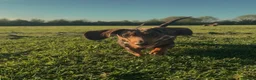 Dachshund dogs for sale: Dachshund Pups 🐶 - Advert 1