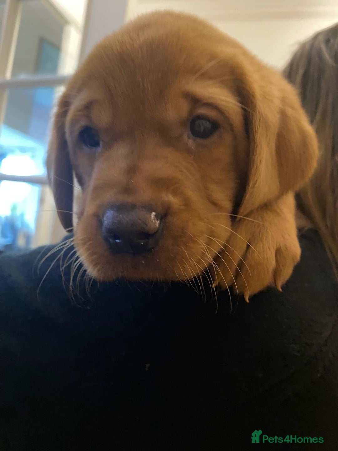 Labrador Retriever dogs for sale: Fox red labrador pups Glasgow  - Advert 40