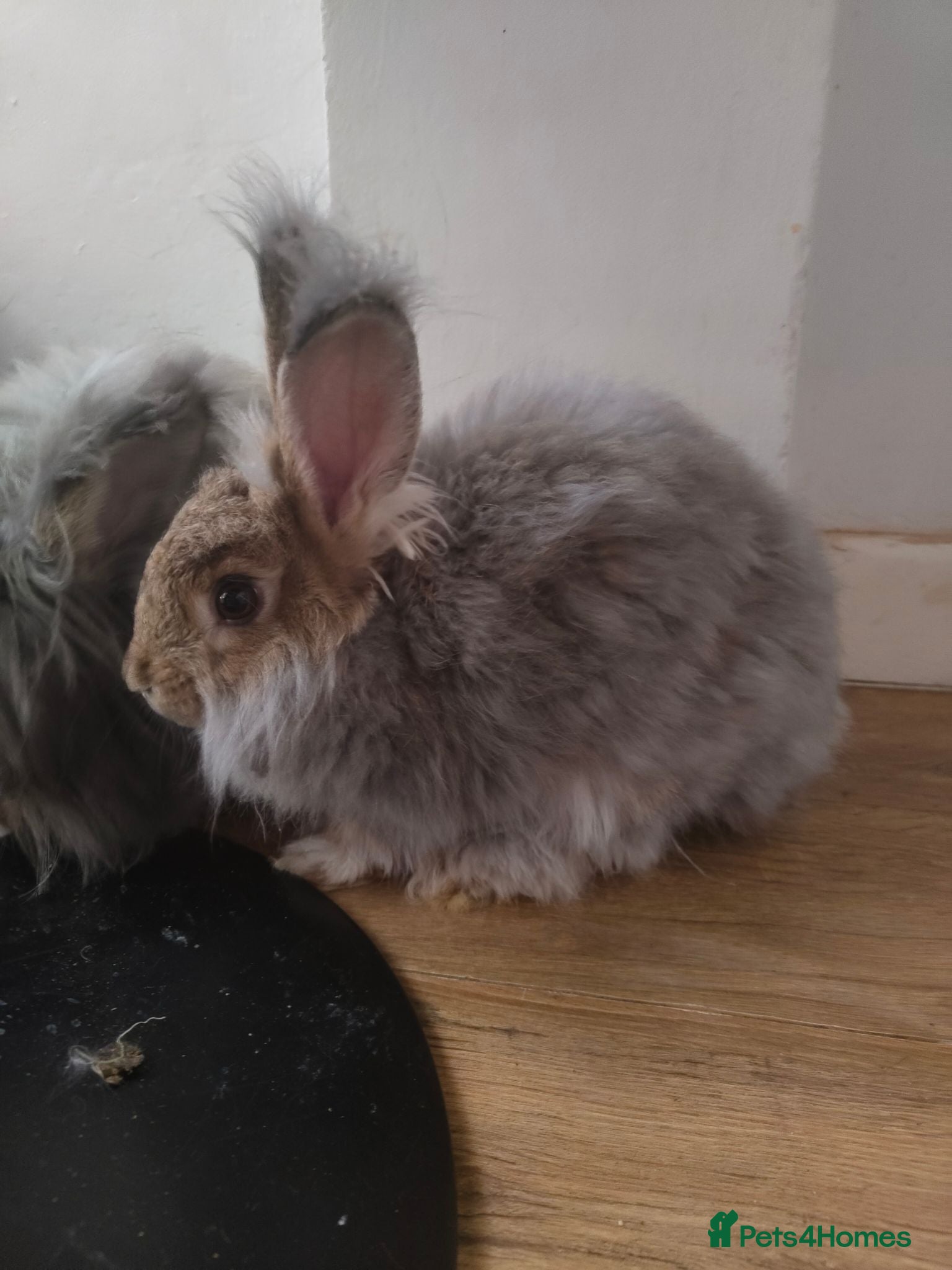Angora rabbits 💜English Angora rabbits 💜 last girl and last boy - Advert 2