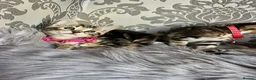 Bengal cats for sale: Bengal kittens🐾 - Advert 16