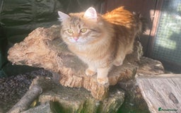Siberian cats for sale: 🤎💚Gorgeous Traditional Siberian Babies💚🤎 - Image 14