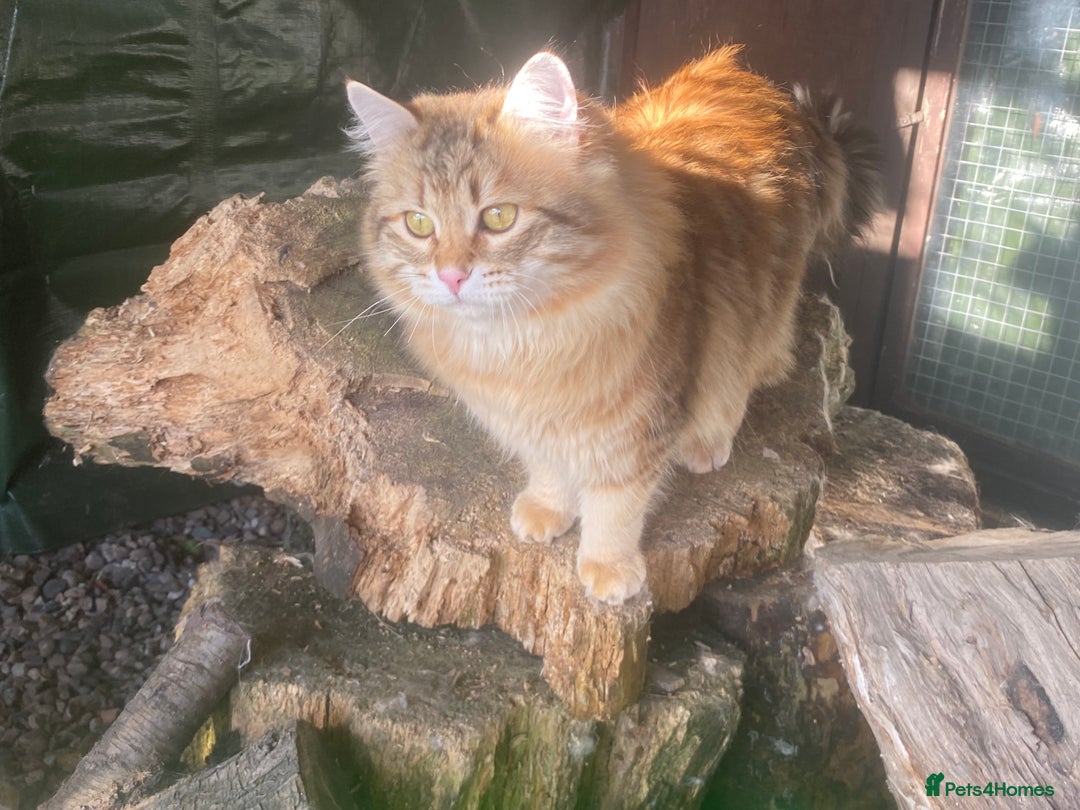 Siberian cats for sale: 🤎💚Gorgeous Traditional Siberian Babies💚🤎 - Image 14