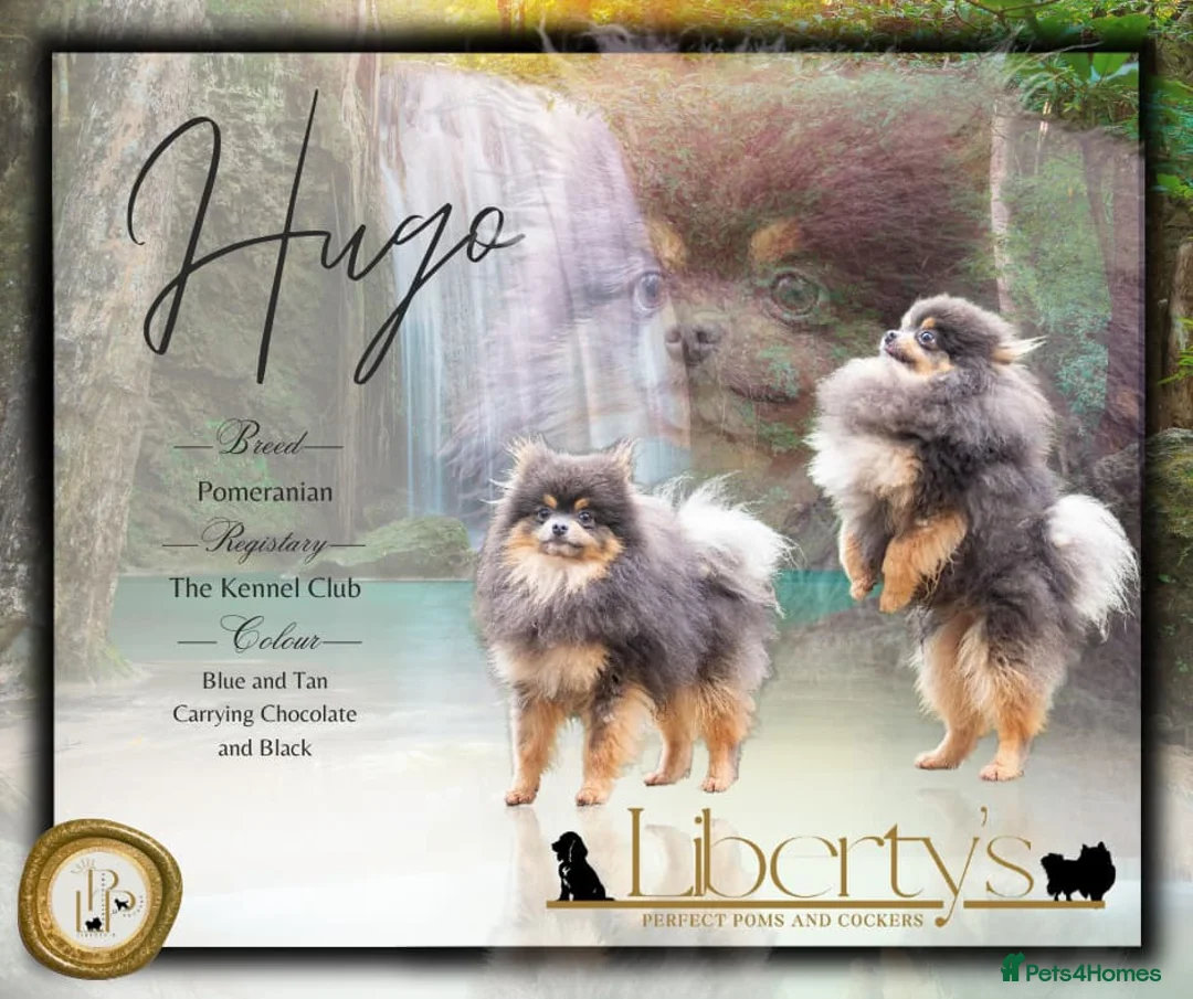 Pomeranian dogs for stud: Tiny Quality Blue Tan Stud Boy Kc in Pontefract - Advert 2