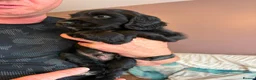 Sprocker dogs for sale: Gorgeous sprocker pups - Advert 6