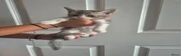 Mixed Breed cats for sale: 3 MALE KITTENS AVAILABLE NOW - Advert 3