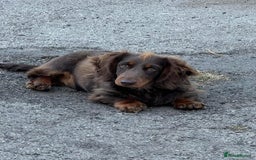 Dachshund dogs for stud: Stud  - Image 4