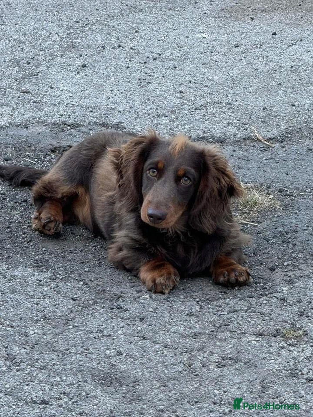 Dachshund dogs for stud: Stud  - Image 4
