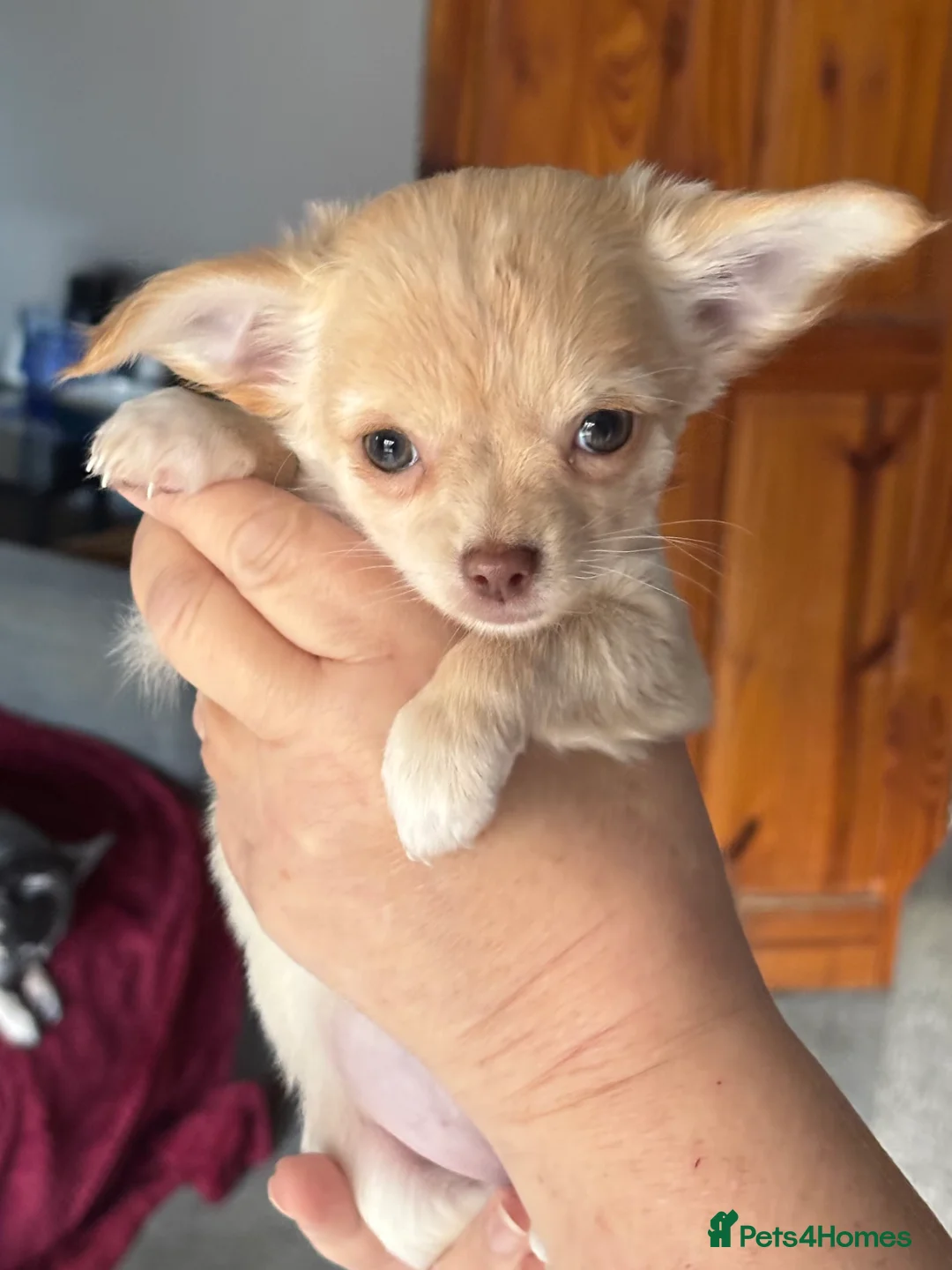 Chihuahua dogs for sale: Only 3 KC Registered perfect boys available  - Advert 21