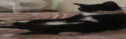 American Shorthair cats for sale: Tuxedo male cat  in London - Advert 2