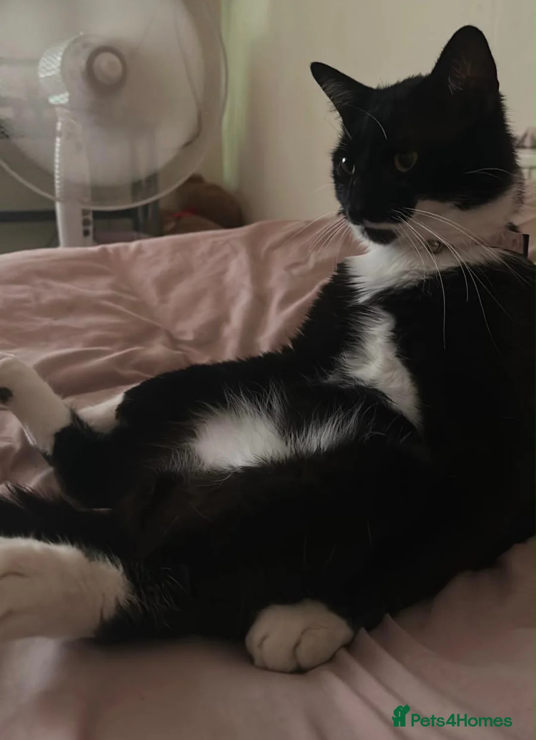 American Shorthair cats for sale: Tuxedo male cat  in London - Advert 2