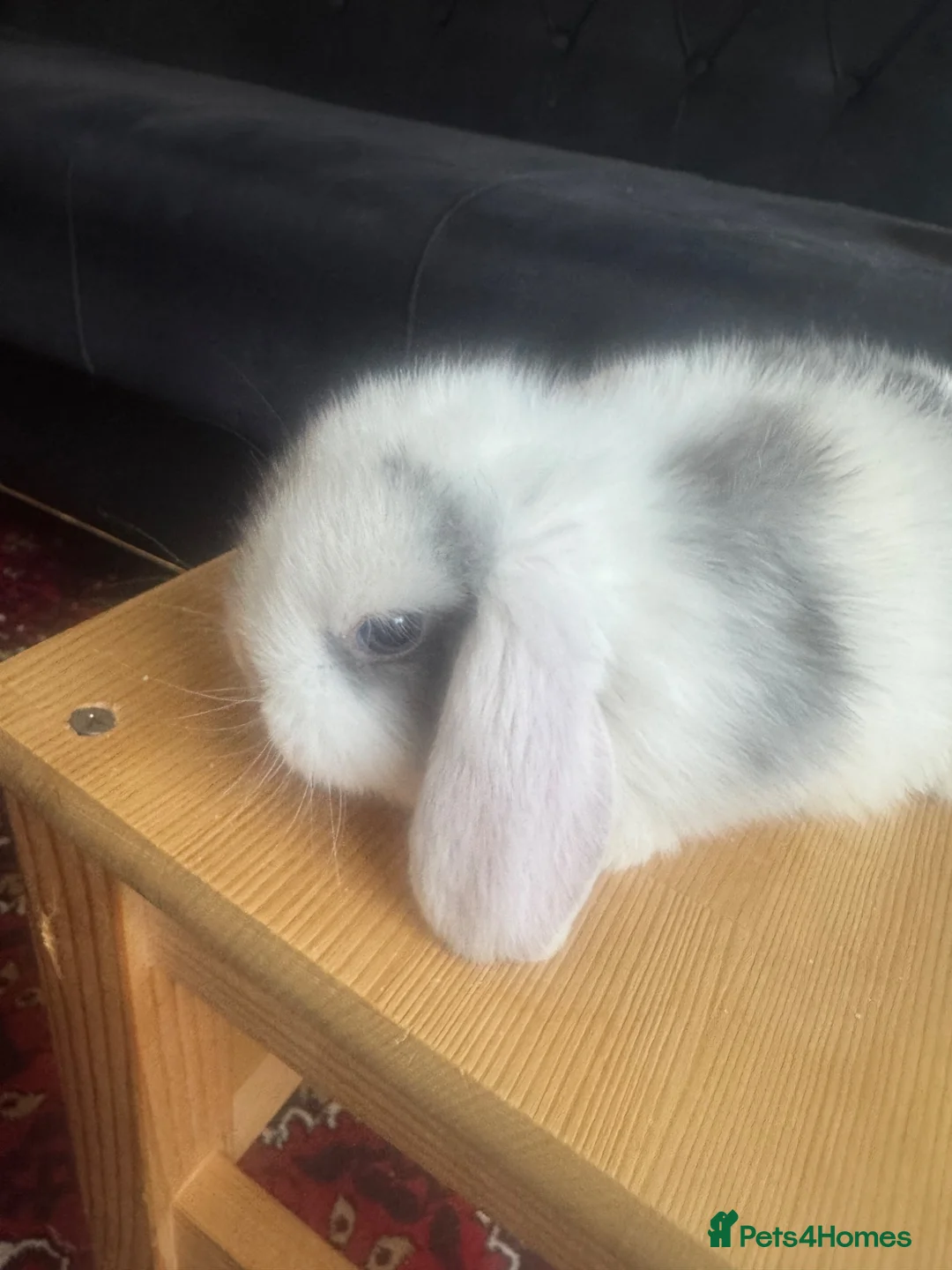 Mini Lop rabbits for sale: Baby mini lops and lion heads  - Advert 2