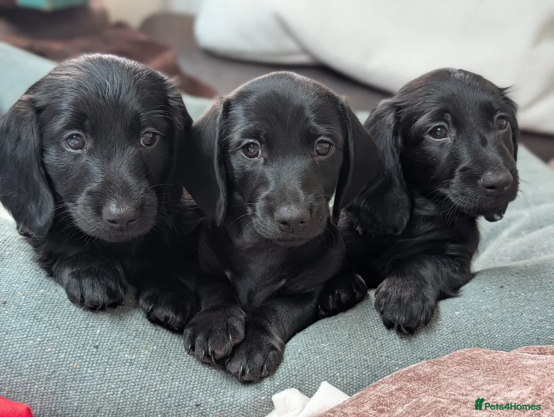 Miniature Dachshund dogs for sale: Solid black longhaired mini dachshunds  - Advert 2