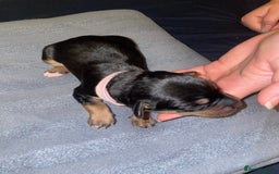 Mixed Breed dogs for sale: Mixed breed puppies READY TO GO! - Image 30