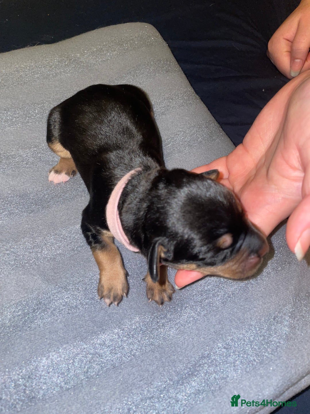 Mixed Breed dogs for sale: Mixed breed puppies READY TO GO! - Image 30