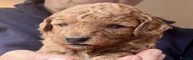 Goldendoodle 3