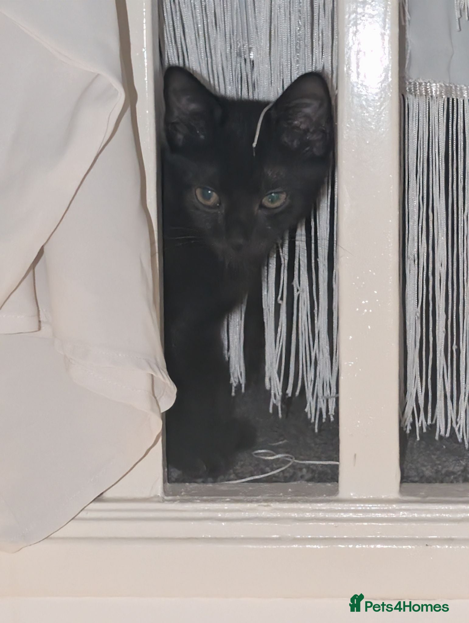 Mixed Breed cats Kittens Ready for Their Forever Homes! - Advert 13