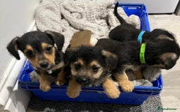 Jackapoo dogs for sale: Adorable Jackapoo puppies  - Image 1