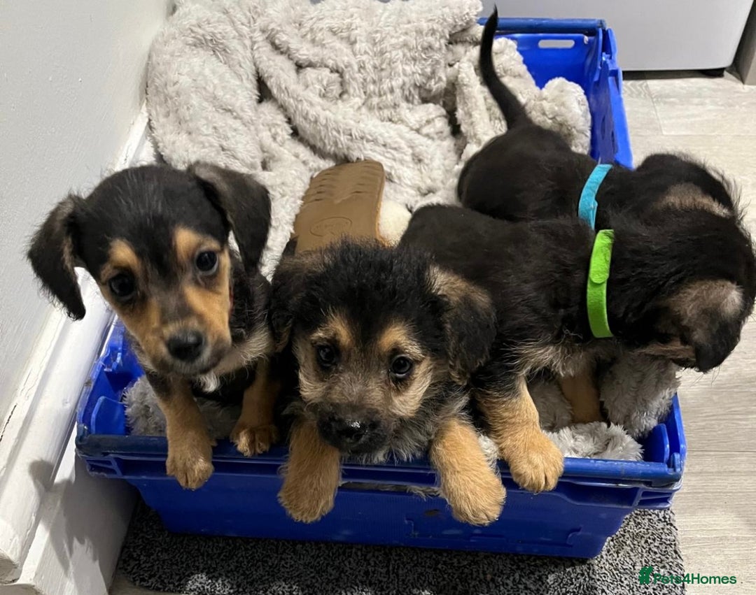 Jackapoo dogs for sale: Adorable Jackapoo puppies  - Image 1