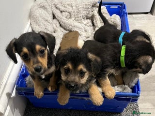 Jackapoo dogs - Advert 1