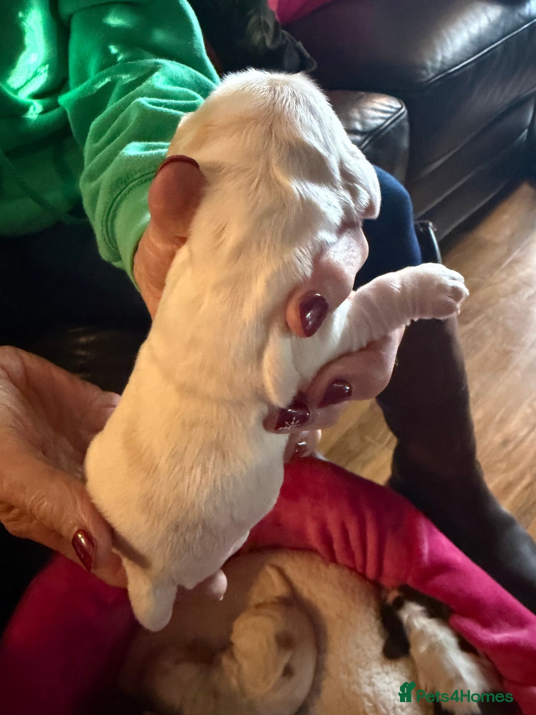 Cocker Spaniel dogs for sale: Show cocker spaniel pups - Advert 40