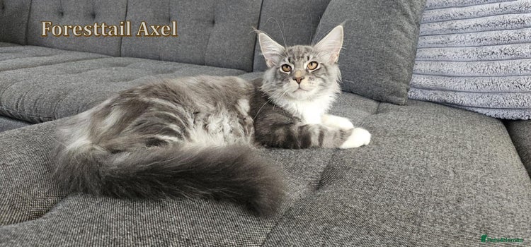 Maine Coon cats - Advert 6