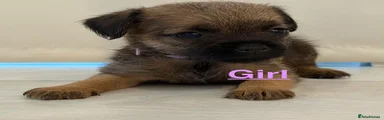 Border Terrier 5