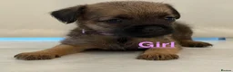 Border Terrier dogs for sale: Kc registered border terrier puppies - Advert 12